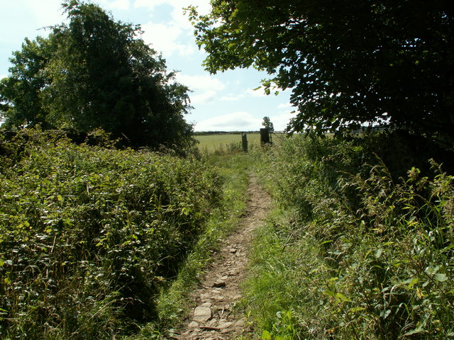The bridleway at Gadding Moor Plantation