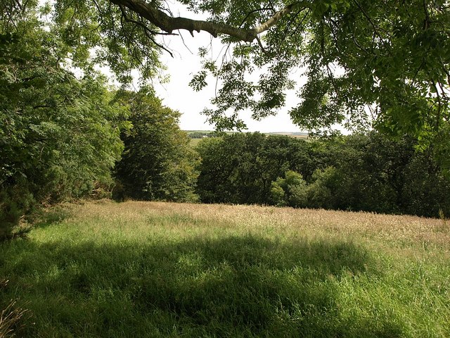 Trewen Wood across a field