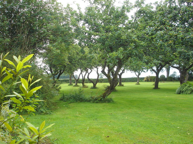 Apple orchard near Ardnargle