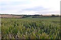 Wheatfield near Broadmayne