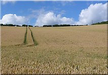 SY7894 : Wheatfield , Tolpuddle by Nigel Mykura