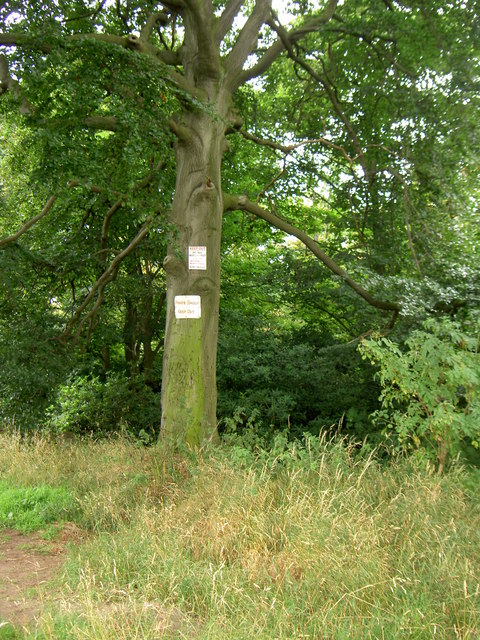 Haddon Wood © David Quinn cc-by-sa/2.0 :: Geograph Britain and Ireland