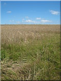 SW7127 : Field of ripe barley on Naphene Downs by Rod Allday