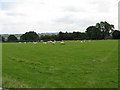 Sheep at Batchfields Farm