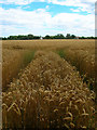 Wheat Field, East Kingston