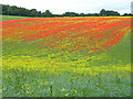 Colourful farmland, Great Shefford