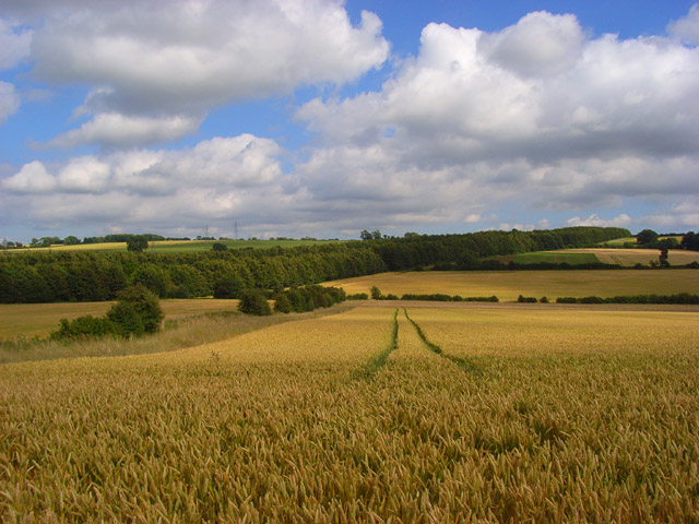 Fields of wheat, Chilgrove