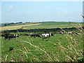 Farmland towards Mathry