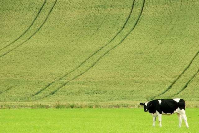 Farming scenes near Loughbrickland (2)