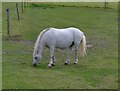 Little Grazing Pony, Newstead