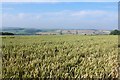 Wheat field at Baby Hyde Crook