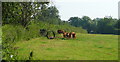 Young cattle at Storesbrook