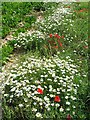 Dog chamomile, poppies and sugar beet