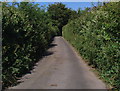 Laneside vegetation