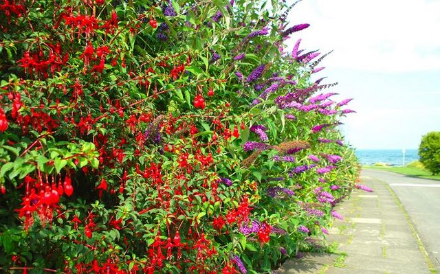 Colourful hedge, Donaghadee