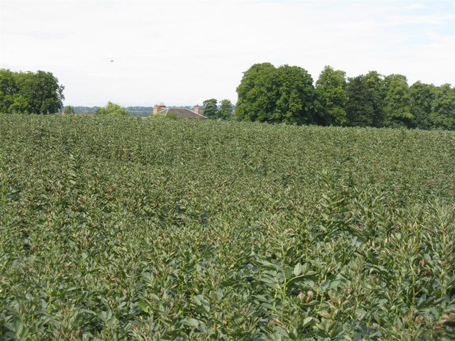 Field beans