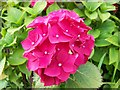 Hydrangea bloom, Stop Street