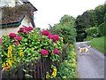 Cottage garden at Stop Street