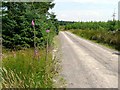 Foxgloves by the track to White Clauchrie