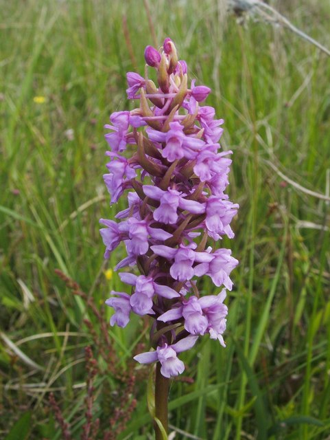 Heath Fragrant-orchid (Gymnadenia borealis)