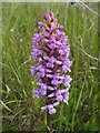 NS3778 : Heath Fragrant-orchid (Gymnadenia borealis) by Lairich Rig