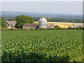 Maize Field, Goldstone Farm