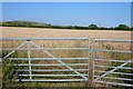 Wheatfield near Coryates