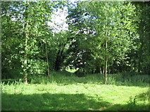 SU6751 : Woodland close to Huish House by Mr Ignavy