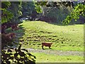 Cows, Llwynduris, Llandygwydd