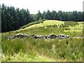 Ruined wall and plantation near Carreg-y-Big