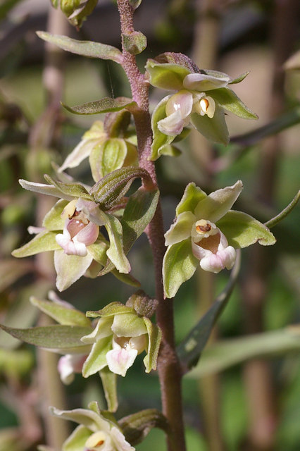 Violet Helleborine (Epipactis purpurata) © Ian Capper :: Geograph