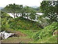 Woodland, Tor Luinngeanach