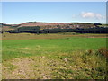 Clear-felling above Rosebush quarries