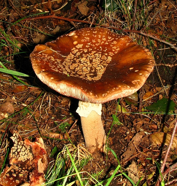 Fungi, Glenveagh National Park