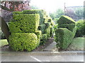 Interesting hedge bordering the tennis courts opposite Admiralty House