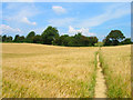 Footpath through the Wheat Field