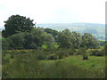 Rough Grazing near Tregaron, Ceredigion