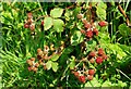 Blackberries near Downpatrick