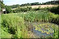 Wildlife pond