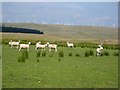 SN9493 : Sheep, moorland and wind farm by Oliver Dixon