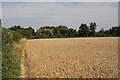 Footpath west of Rushmere