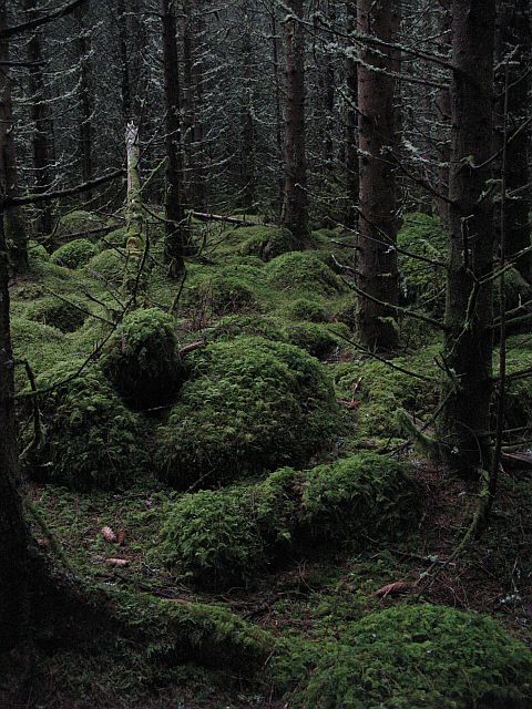 A Dark Forest © Richard Webb Cc By Sa20 Geograph Britain And Ireland