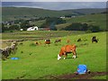 Pastures, Alston