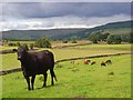 Pastures, Alston