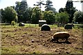 Tamworth Pig in Camperdown Zoo