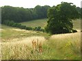 Grassland, Little Marlow