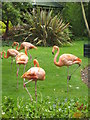 Flamingos at Paradise park wildlife sanctuary