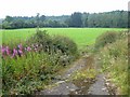 Meadow beside the Wye