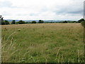 Rough grazing opposite Broadheath Common