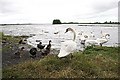 N4149 : Swans on Lough Ennell by kevin higgins